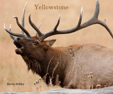 yellowstone photography book