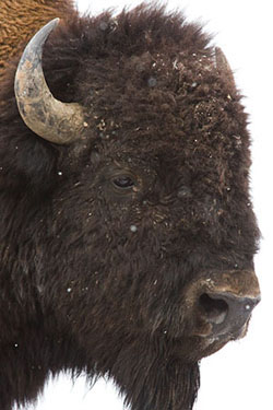 Yellowstone Photography Workshop