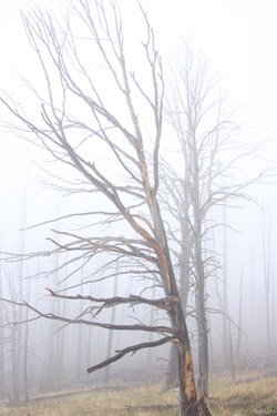 Yellowstone Photography Workshop