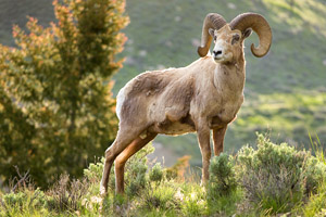 Yellowstone Photography Workshop