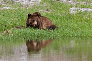 Yellowstone Photography Workshop