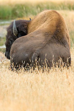 Yellowstone Photo Workshop