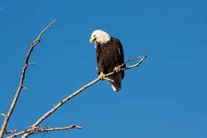 Yellowstone Photography Workshop