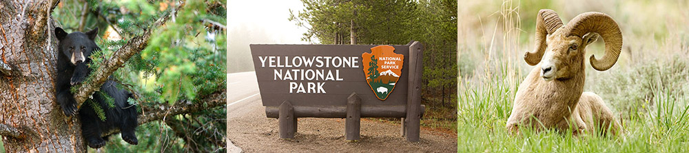 Yellowstone Photography Workshop