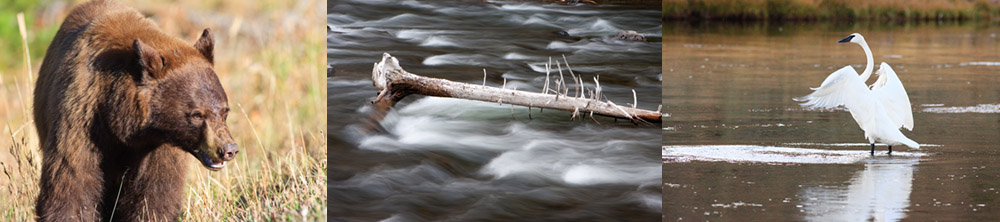 Yellowstone Photography Workshop
