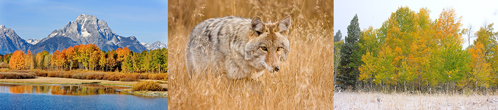 Yellowstone Photography Workshop