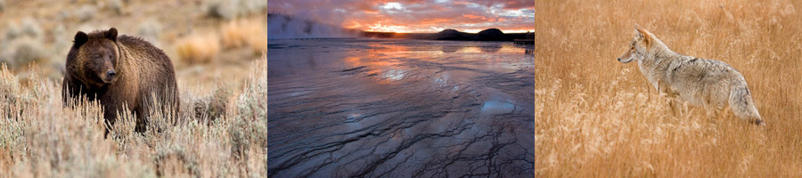 Yellowstone Photography Workshop